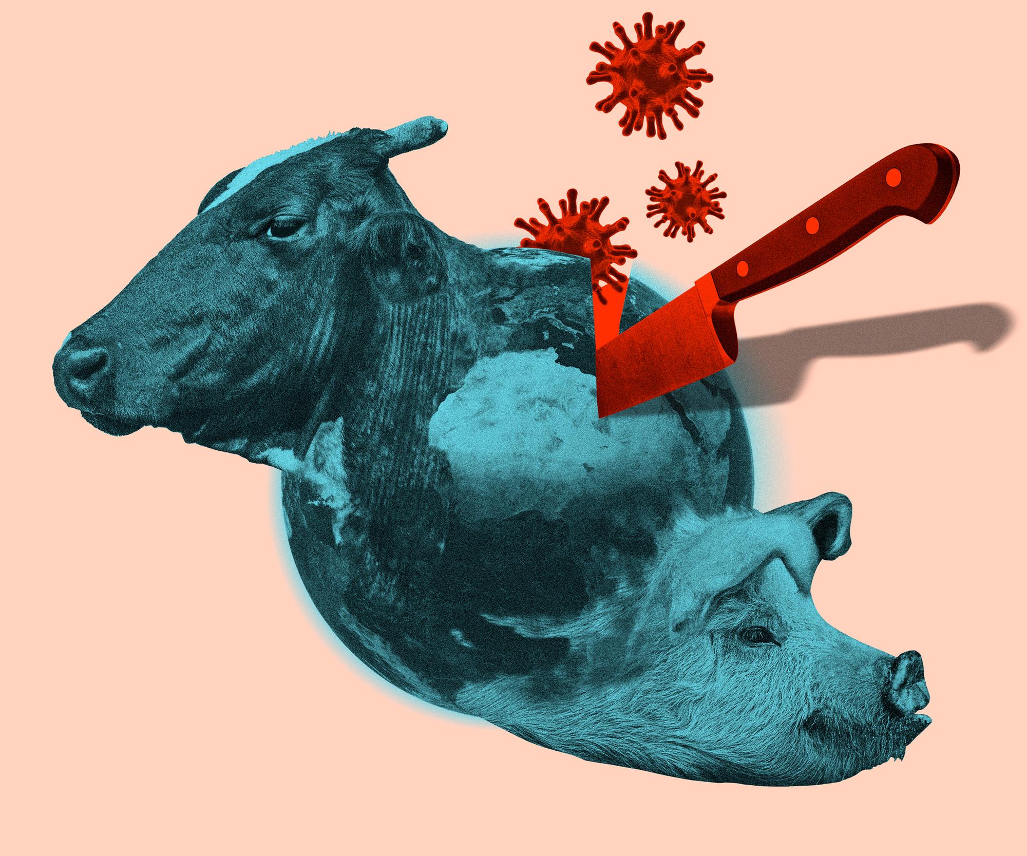 El Salto 43 Liberación Animal